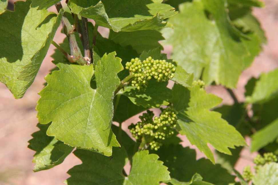 Jeunes Grappes de Raisins et Feuilles de Vigne au Printemps Jeunes grappes de raisins en fleurs et feuilles de vigne vertes sur un cep de vigne ensoleillé.