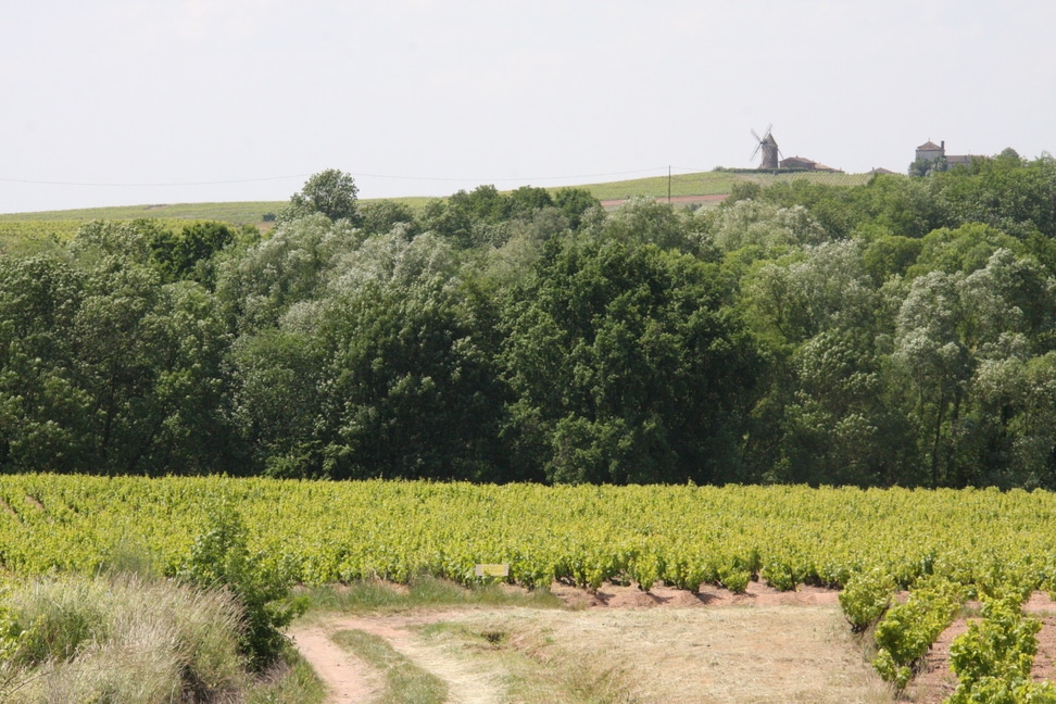 Paysage de Vignoble avec Moulin à Vent Traditionnel Vignoble verdoyant au premier plan, forêt dense et moulin à vent historique sur une colline sous un ciel clair.